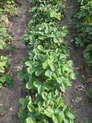 strawberry bushes in the garden