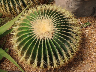 close up of cactus