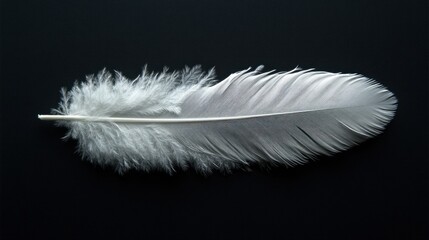 Obraz premium A single white feather isolated on a black background. The feather is soft and delicate with a delicate, almost translucent quality.