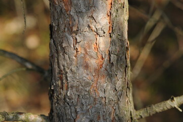 Fototapeta premium Pine bark texture in the forest