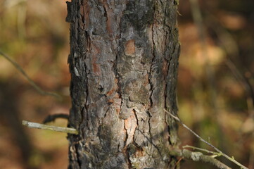 Obraz premium Pine bark texture in the forest