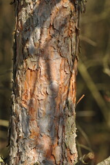 Pine bark texture in the forest