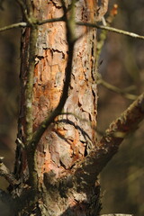 Pine bark texture in the forest