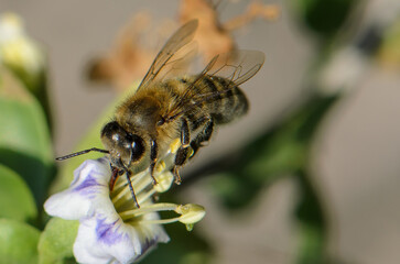 Busy bee collecting nectar from delicate purple flower in a vibrant spring garden