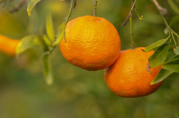 Fresh oranges hanging on vibrant green branches during a sunny afternoon in a fruitful orchard