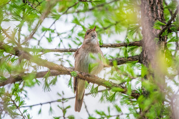 Thrush Nightingale, Luscinia luscinia. A bird sits on a tree branch and sings