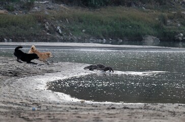 otters vs dogs