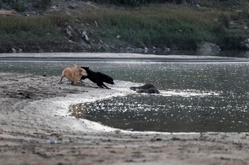 otters vs dogs