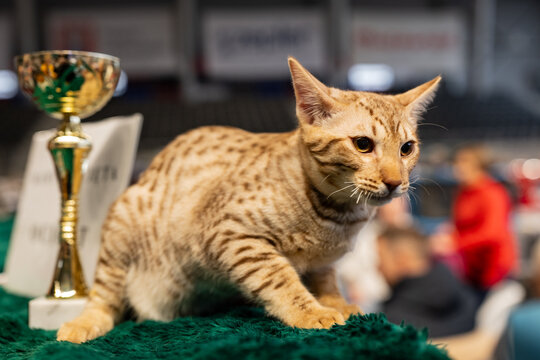 Ocicat, cat show 