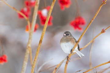 Pink-sided dark-eyed junco (Junco hyemalis) in winter