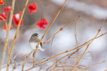 Obraz premium Pink-sided dark-eyed junco (Junco hyemalis) in winter
