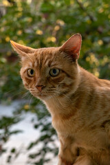 Obraz premium Wild street cat looks at domestic cat. Portrait of an dominant, non-castrated ginger cat. Headshot