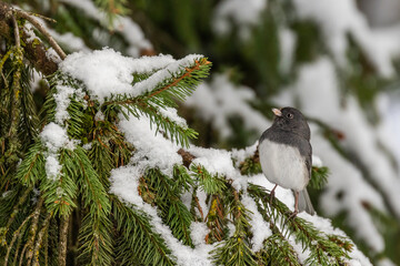 Pink-sided dark-eyed junco (Junco hyemalis) in winter