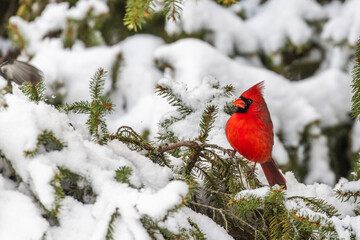  northern cardinal (Cardinalis cardinalis), in winter