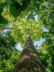 Fototapeta premium Exploring the majestic green forest canopy from ground level