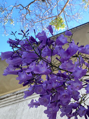 Flor lila del Jacaranda
