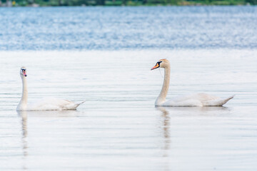 Obraz premium Two Graceful white Swans swimming in the lake, swans in the wild