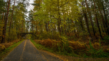 Obraz premium Herbstlandschaft im Wald
