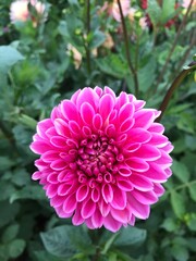 Obraz premium roses and flowers in the garden