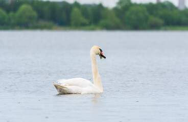 Obraz premium Graceful white Swan swimming in the lake, swans in the wild. Portrait of a white swan swimming on a lake.