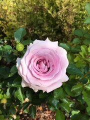 roses and flowers in the garden
