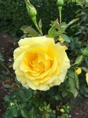 roses and flowers in the garden