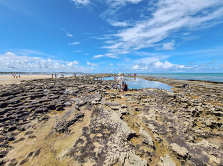 Coral reef exposed by low tide on a beach in northeastern Brazil