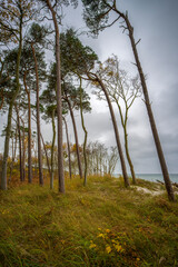 Fototapeta premium Weststrand - Ahrenshoop - Ostsee
