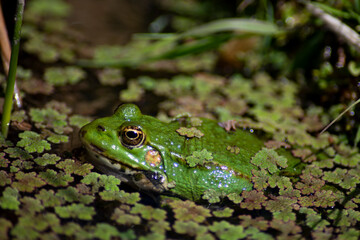 Obraz premium The Marsh Frog (Pelophylax ridibundus).