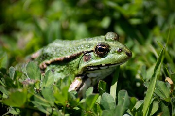 The Marsh Frog (Pelophylax ridibundus).