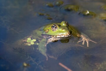 Obraz premium The Marsh Frog (Pelophylax ridibundus).