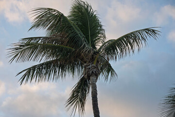 Obraz premium palm tree in the sky