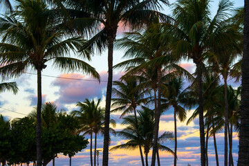 Naklejka premium palm trees at sunset