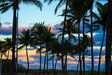 palm trees at sunset