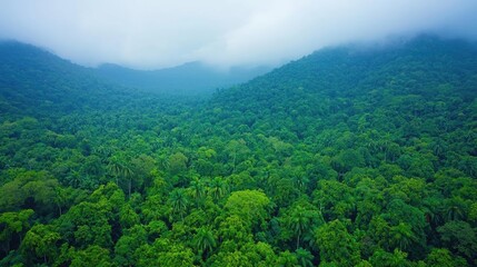 Fototapeta premium Aerial view of lush green forest with fog rolling over the mountains in a tropical landscape.