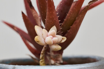Succulent cactus plants that grow, adapting to the environment in natural conditions