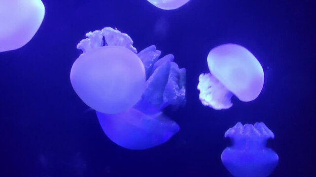 Slow moving Jellyfish in the water
