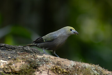 Palm tanager eating