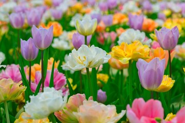 画面いっぱいの色鮮やかなチューリップ