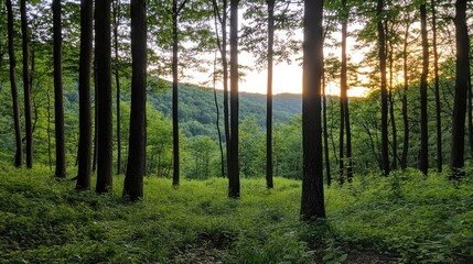 A serene forest landscape with tall trees and soft sunlight filtering through the leaves.