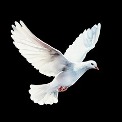 Obraz premium Watercolor Painting of a White Dove in Flight