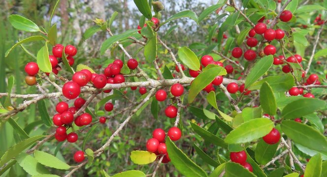 Ilex vomitoria commonly known as Yaupon Holly in Florida nature, closeup