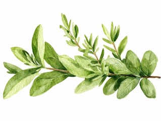 Obraz premium Beautifully rendered watercolor showcasing an arrangement of lush rosemary sprigs and fresh basil leaves in a natural organic style The image evokes a sense of culinary elegance botanical beauty