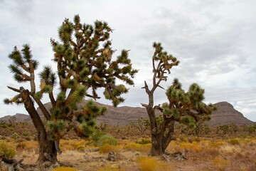 Obraz premium The Grand Canyon 8