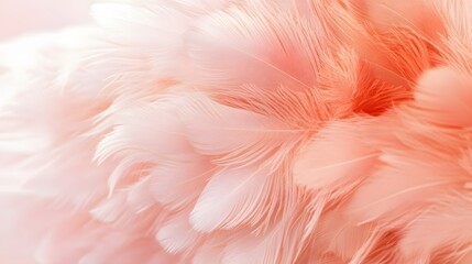 Delicate Peach Colored Feathers Soft Texture Background