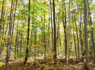 Obraz premium forest