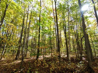 Obraz premium trees in the forest