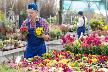 Male flower shop worker changes arrangement of pots with primula and improves appearance of window....