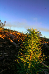árbol pequeño, floreciendo, naturaleza, bosque, campo, verde, vida, 