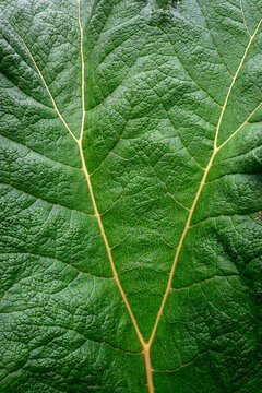 Closeup of large green leaf with thorns and veins on a Gunnera plant in a summer garden, as a nature background
